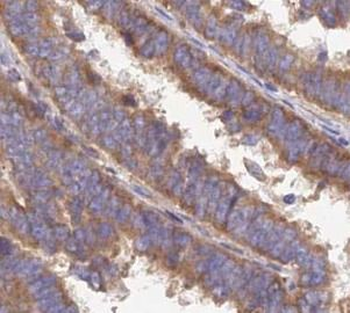 CASP10 Antibody