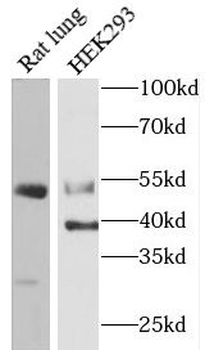 CASP12 Antibody