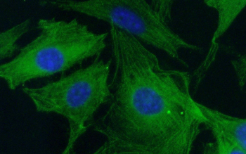 CASP3 Antibody