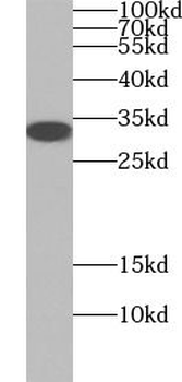 CASP3 Antibody
