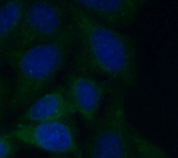 CASP4 Antibody