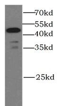 CASP9 Antibody