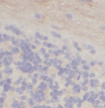 CNTNAP1 Antibody
