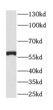 CTSF Antibody
