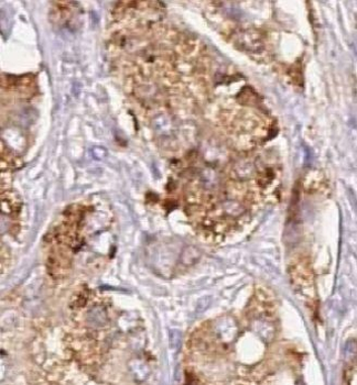 CTSF Antibody