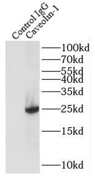 CAV1 Antibody