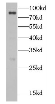 CBFA2T2 Antibody
