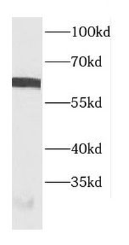 CBFA2T3 Antibody