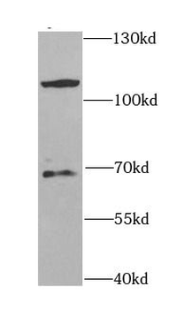 CBLB Antibody