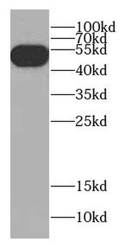 CBLC Rabbit Polyclonal Antibody