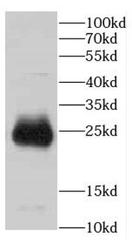 CBLN2 Antibody