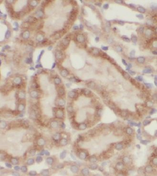 CBY1 Antibody