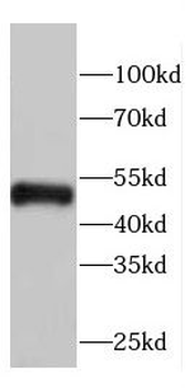KYAT1 Antibody