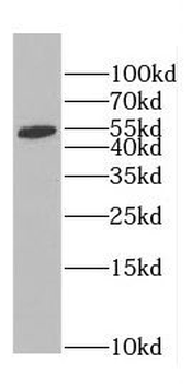 TEKTL1 Rabbit Polyclonal Antibody