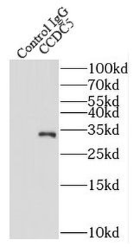 HAUS1 Antibody