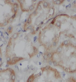 CCDC50 Antibody