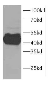 CCDC51 Rabbit Polyclonal Antibody