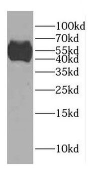 CCDC62 Antibody