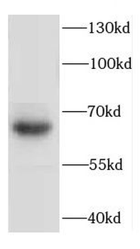 DEUP1 Antibody