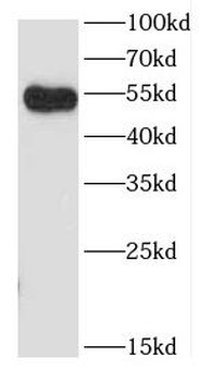 CCDC83 Antibody