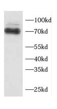 SPDL1 Antibody