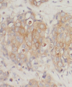 SPDL1 Antibody