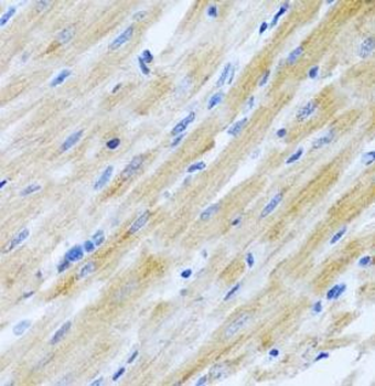CCL17 Antibody