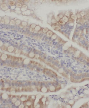 CCL28 Antibody