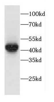 CCNI2 Antibody