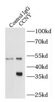 CCNY Antibody