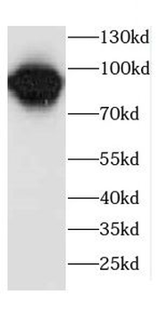 CCPG1 Antibody