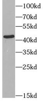 CCR7 Antibody