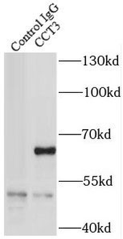 CCT3 Antibody