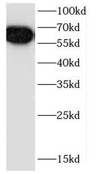 CCT3 Antibody