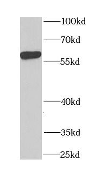 CCT4 Antibody