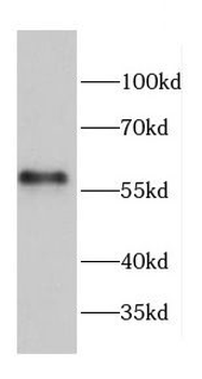 CCT7 Antibody