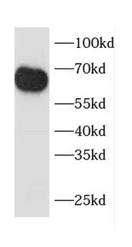 CCT8 Antibody