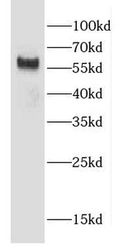 CCZ1 Antibody