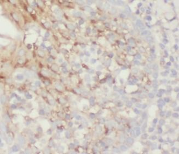 ANPEP Mouse Monoclonal Antibody
