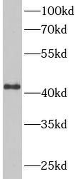 TNFRSF4 Rabbit Polyclonal Antibody