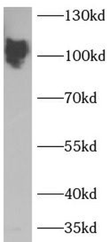 SDC1 Antibody