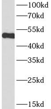 CD14 Mouse Monoclonal Antibody