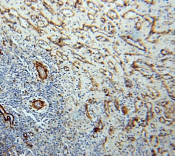 MCAM Antibody