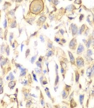 CD151 Antibody