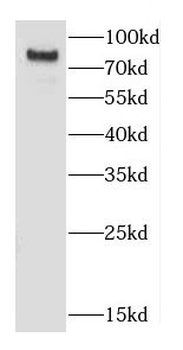 CD164 Antibody