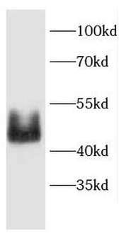 CD24 Rabbit Polyclonal Antibody