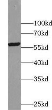 CD24 Antibody
