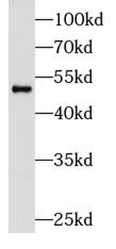 CD27 Rabbit Polyclonal Antibody