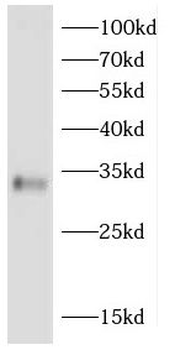 CD300LF Antibody