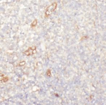PECAM1 Mouse Monoclonal Antibody